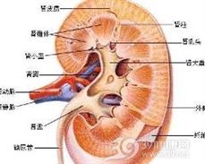 肾髓质囊性病