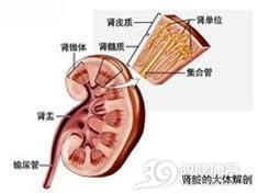 肾性氨基酸尿