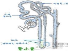 肾小管性酸中毒
