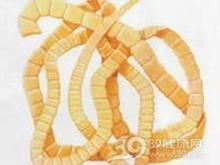 绦虫病