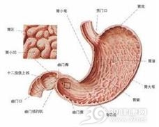 胃隔膜