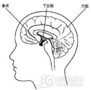 无功能垂体腺瘤