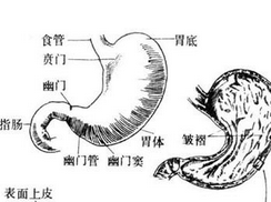 胃纳呆滞