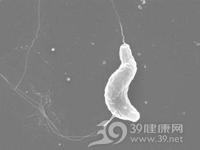 弯曲菌性肠炎