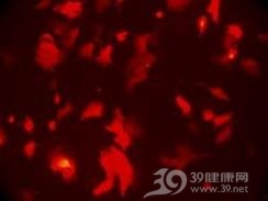 腺病毒感染