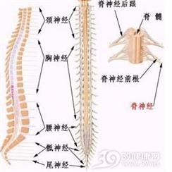 小儿脊髓损伤