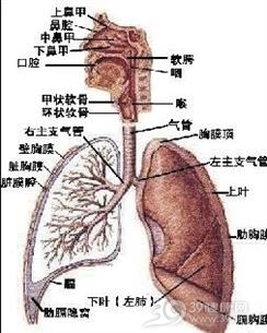 小儿慢性支气管炎