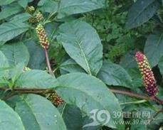 痃癖