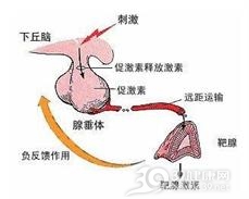 下丘脑综合征