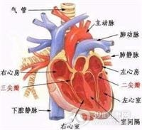 心室扑动和心室颤动