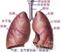 先天性支气管囊肿