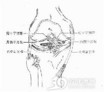 膝外侧韧带损伤