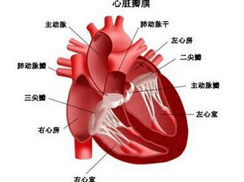心脏早搏　