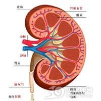 原发性甲状旁腺功能亢进症与肾病