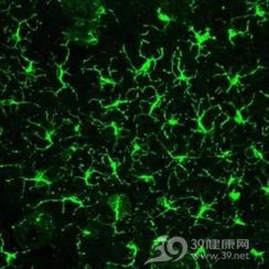 原发性皮肤免疫细胞瘤