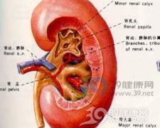 原发性小血管炎性肾损害