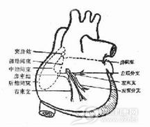 预激综合征