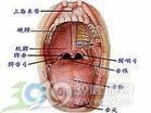 咽峡炎