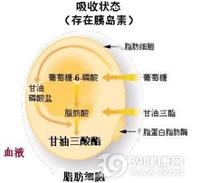 脂肪营养不良