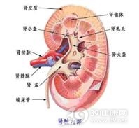 重金属中毒性肾病