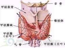 自身免疫性甲状腺疾病相关肾病