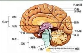中枢神经系统肉芽肿性血管炎