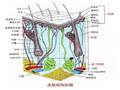 脂溢性皮炎