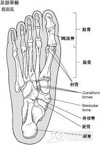 跖趾关节痛